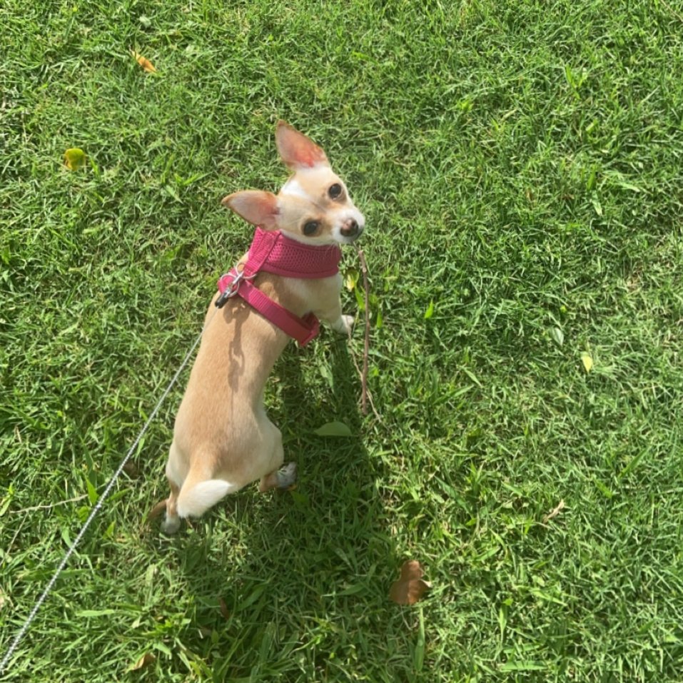 Bri’s Pawsitive Training