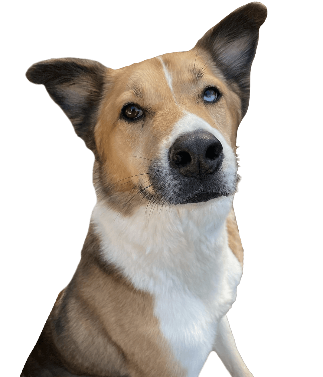 Spot for Dogs LLC
