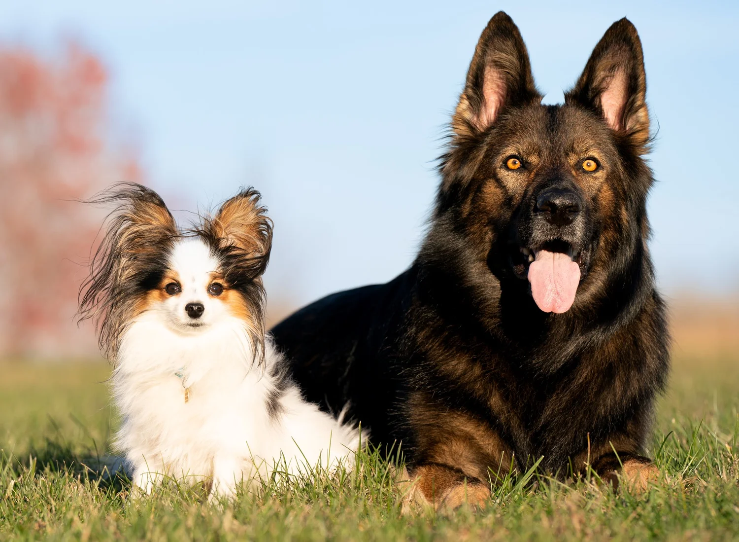The Reinforced Canine