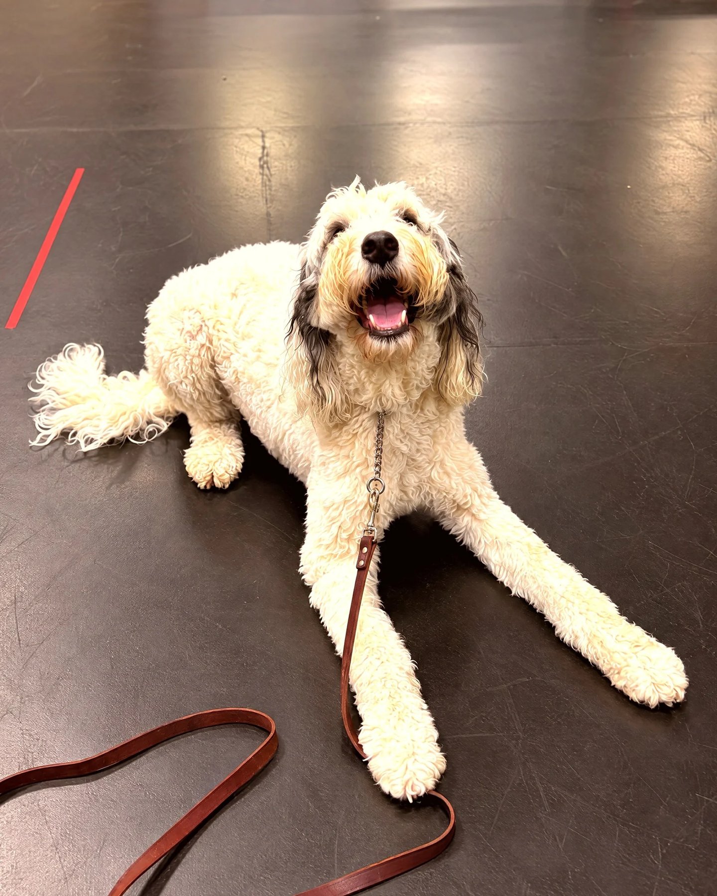Partners Dog Training, Daycare and Resort