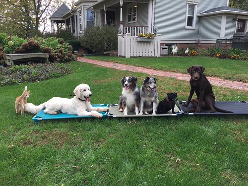 A Whole New Dog — dog trainer in LaSalle County, IL