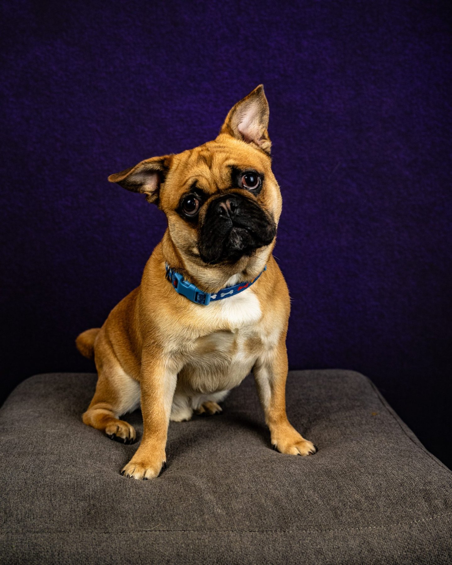 The Art of Dog
