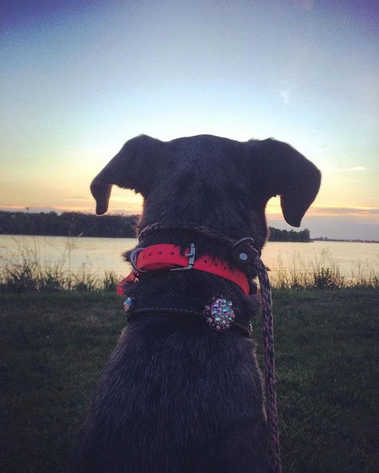 River's Edge Canine, LLC — dog trainer in Niagara Falls, NY