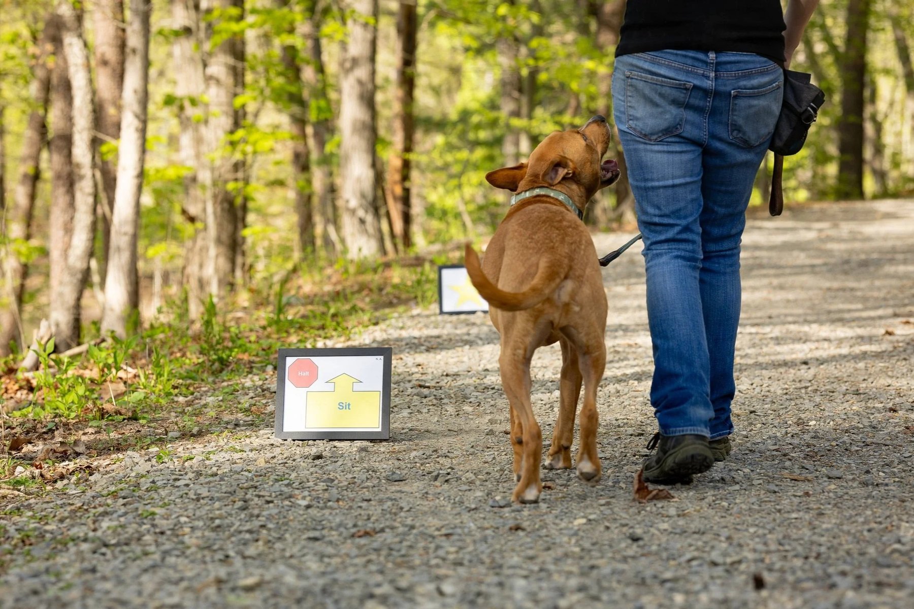 Instinct and Intelligence Canine Training