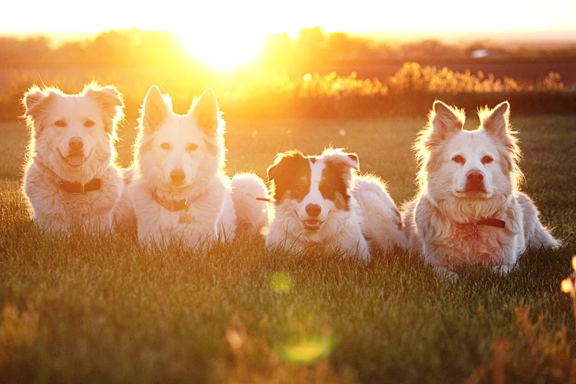 Golden Heart Canine
