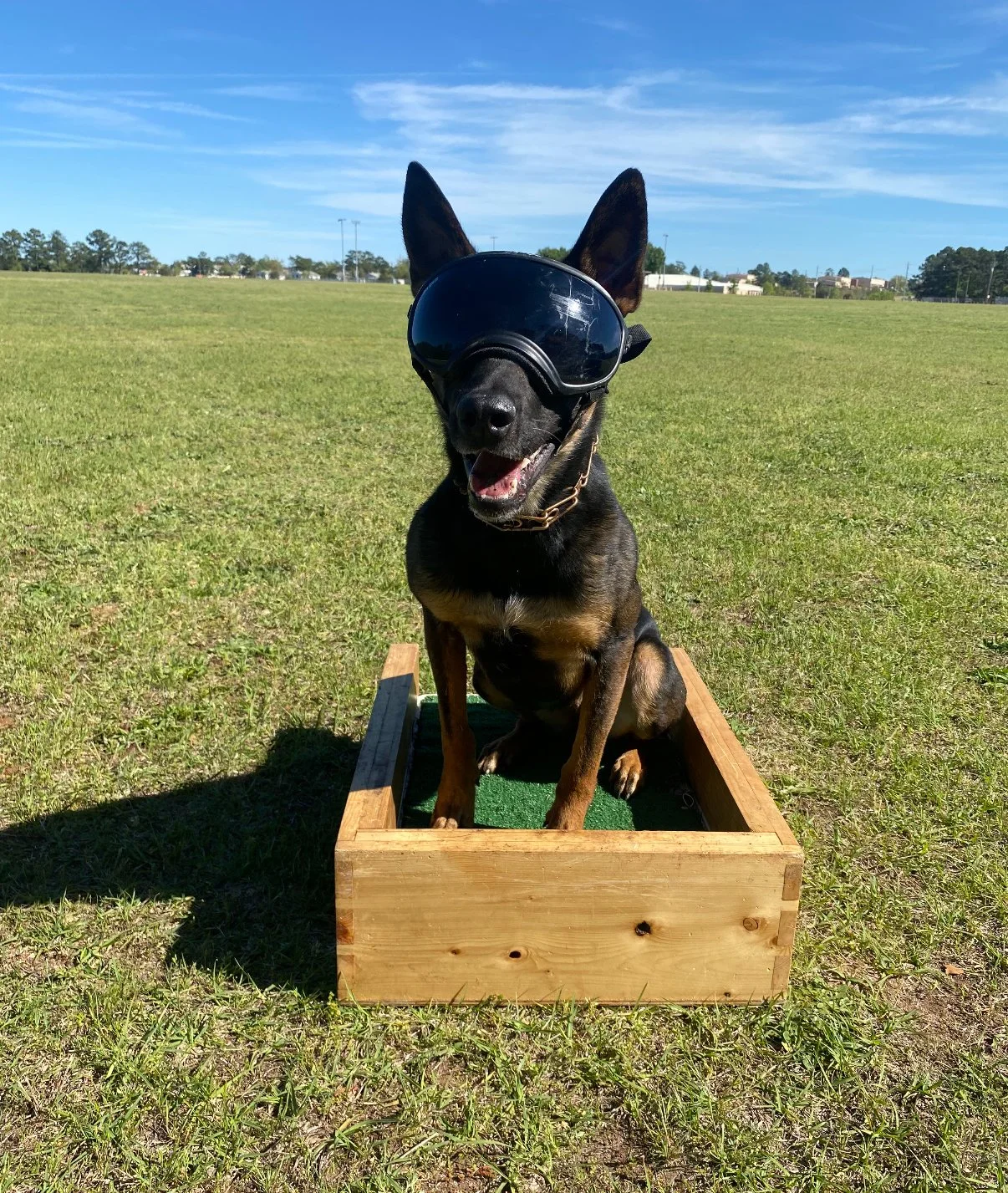 Spartan Canine Companions