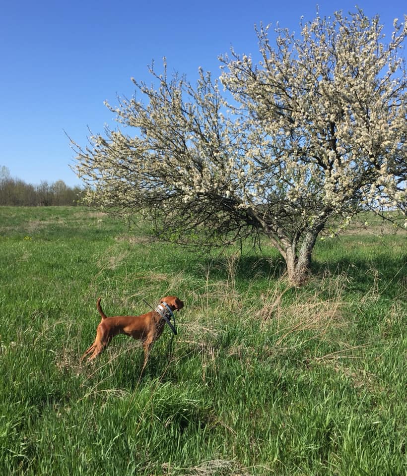 Hatszel Kennels