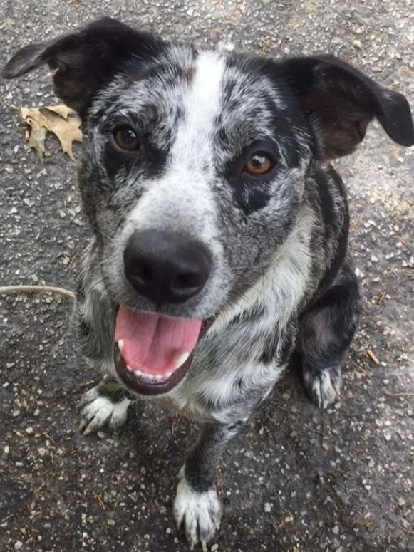 The Cordial Canine
