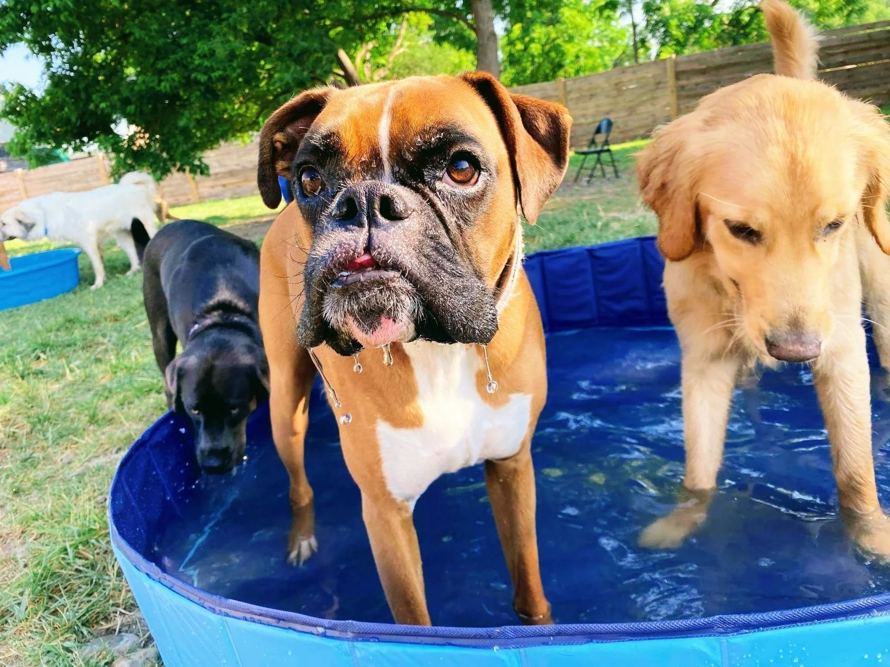 The Canine Barkyard