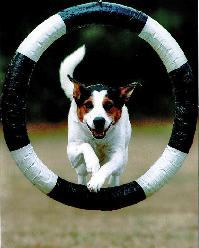 Mountaintop Agility Dogs