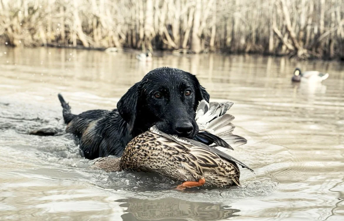 Garner Creek Kennels