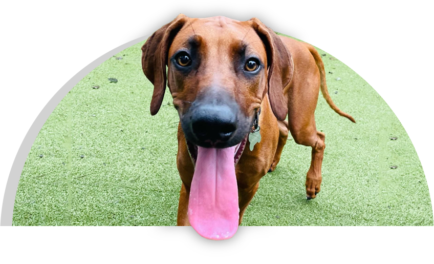 Puppy Haven – Chastain