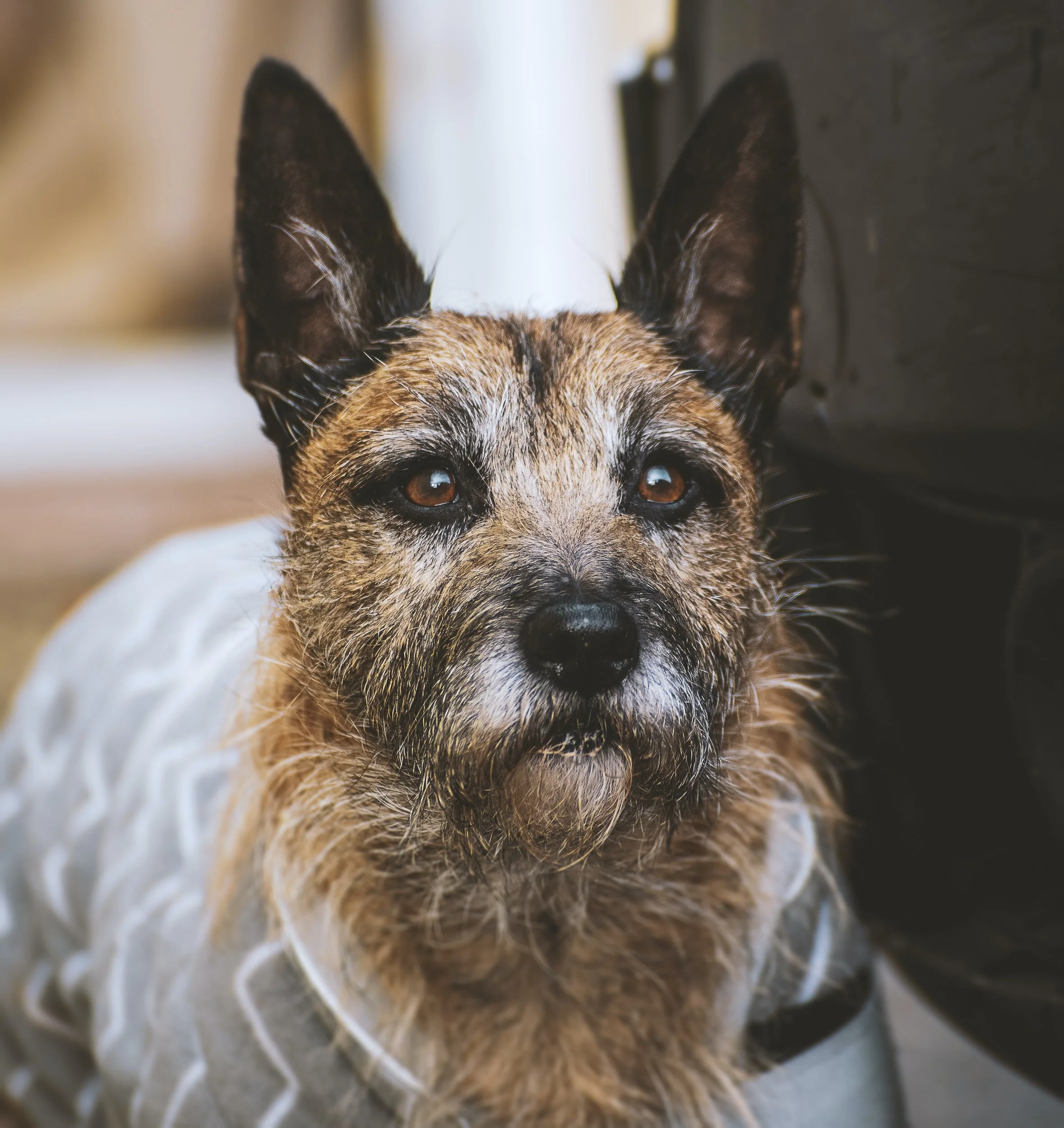 Behavior Tails, llc | Dog Training & Behavior Consulting since 2007