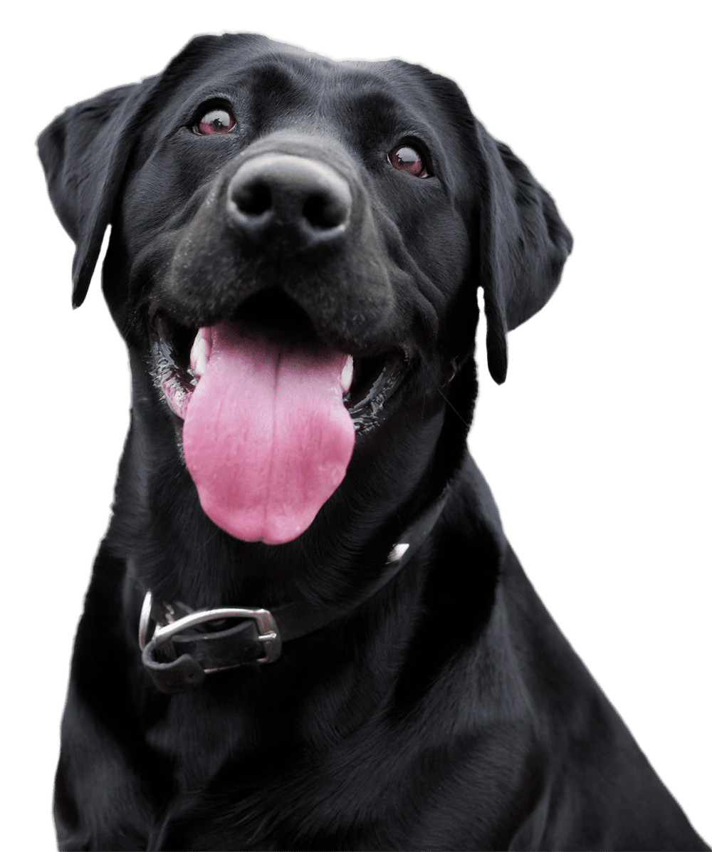 Mak Pack Dog Training & Boarding
