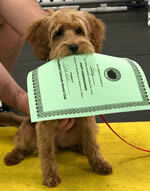 Southern Colorado Kennel Club — dog trainer in Pueblo, CO