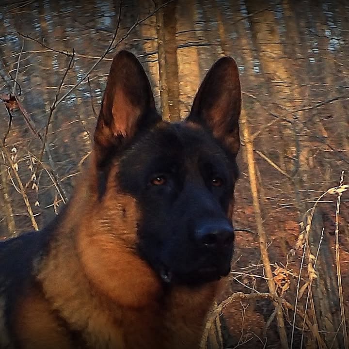Ouachita K9 German Shepherds & Dog Training