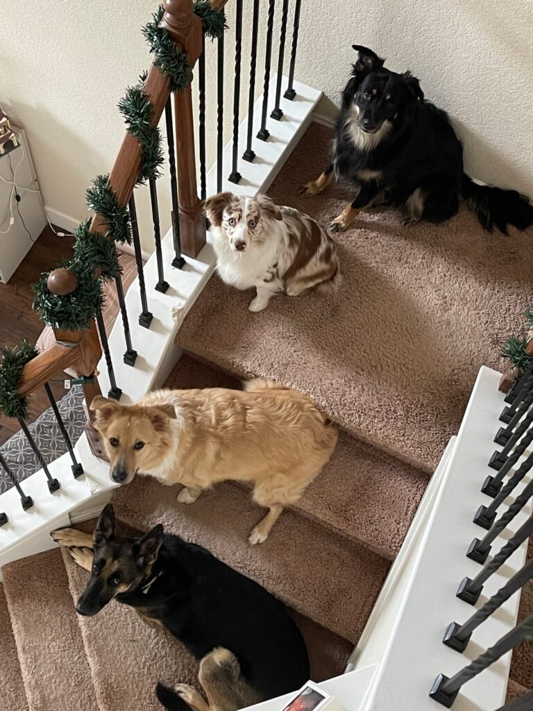Proper Paws – Bonding in Confidence Consulting LLC
