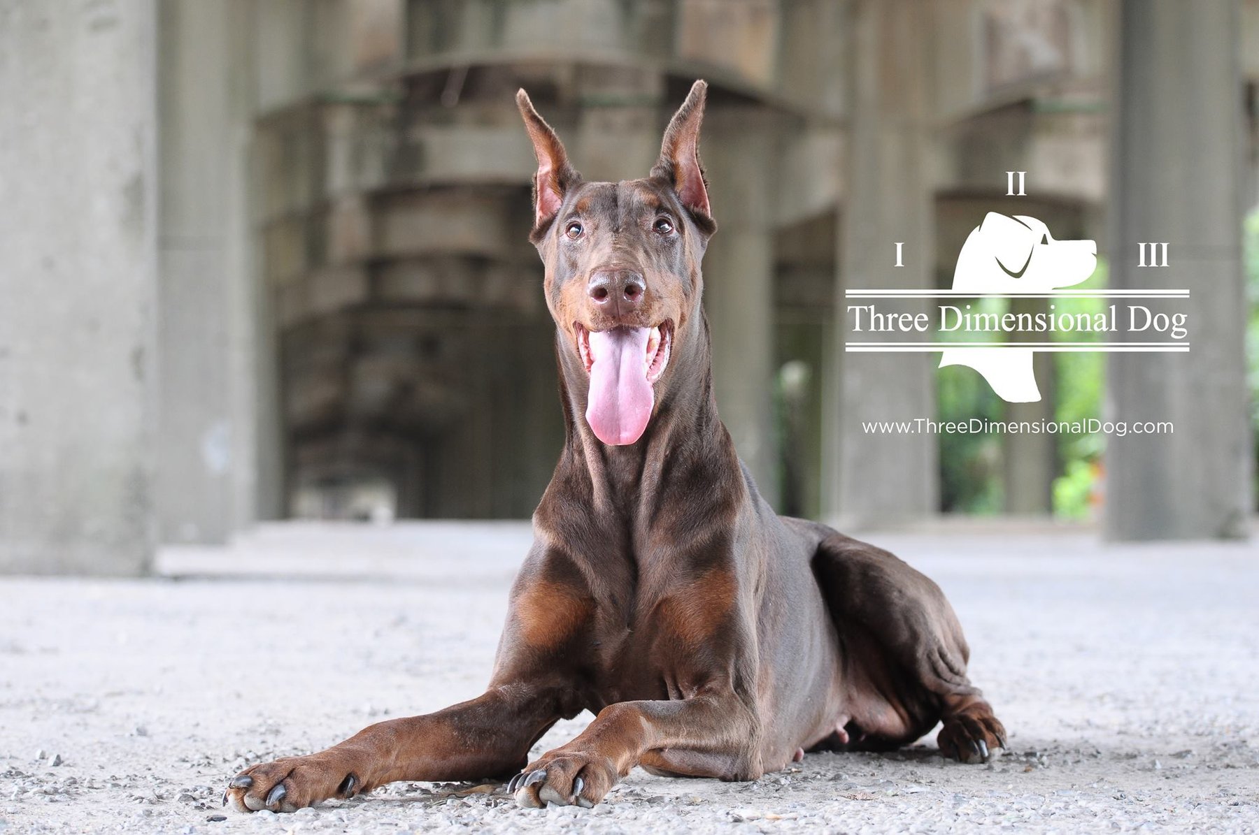 Three Dimensional Dog Training
