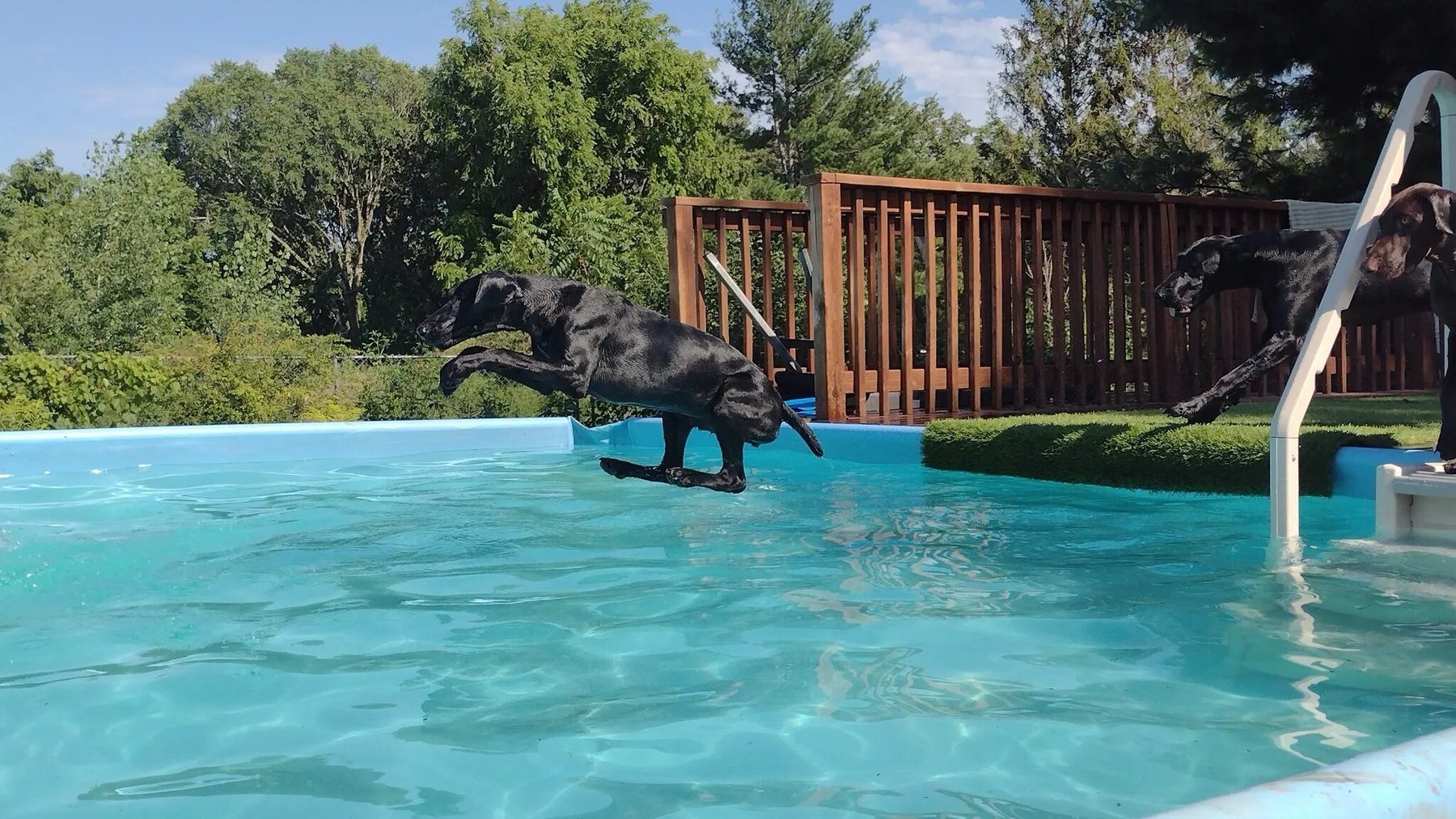 Poseidon’s K9 Island L.L.C.