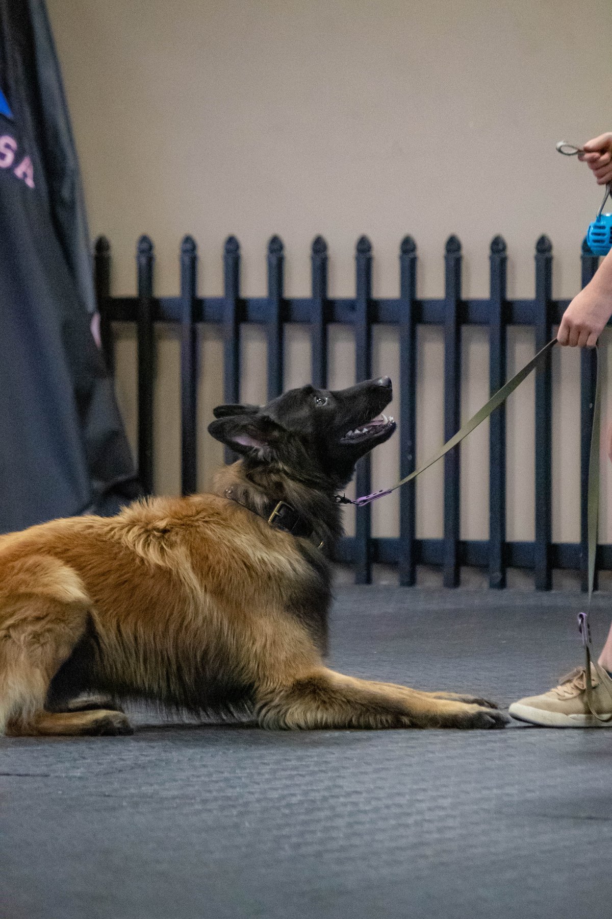 Complex K9 — dog trainer in Chattanooga, TN