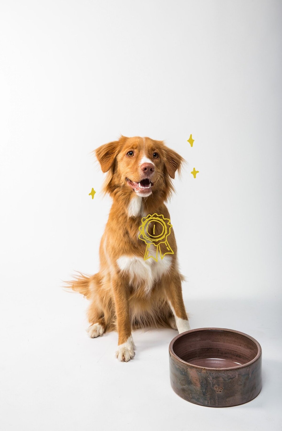 Cheap Tricks Dog Training