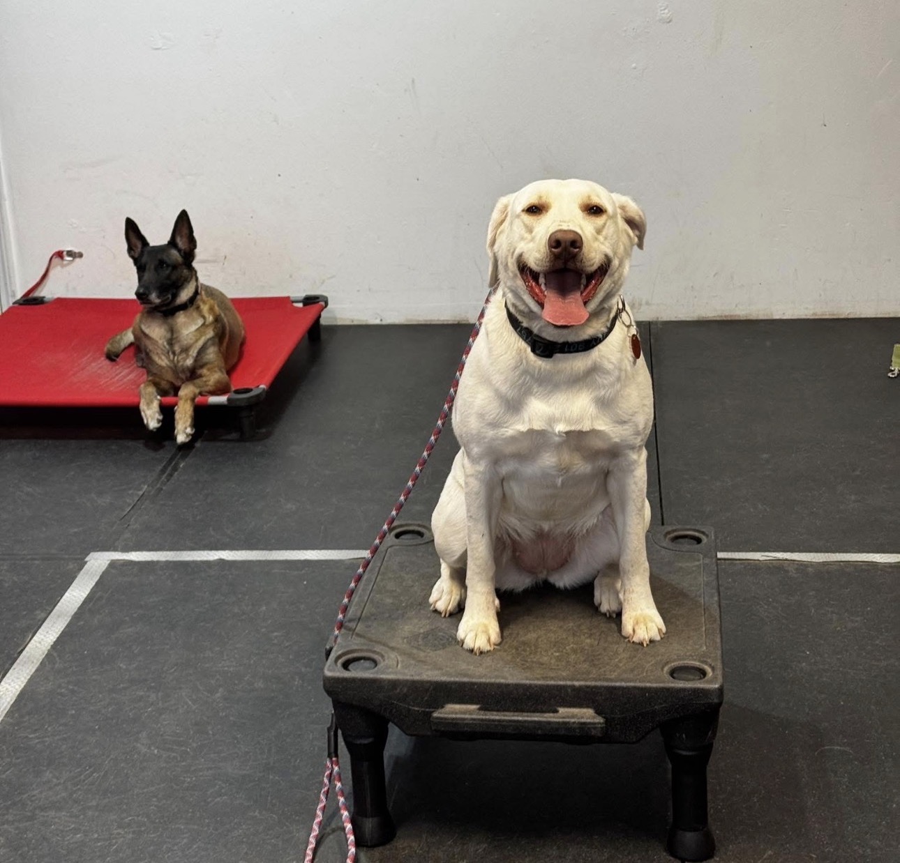 Elite Canine Services Dog Training