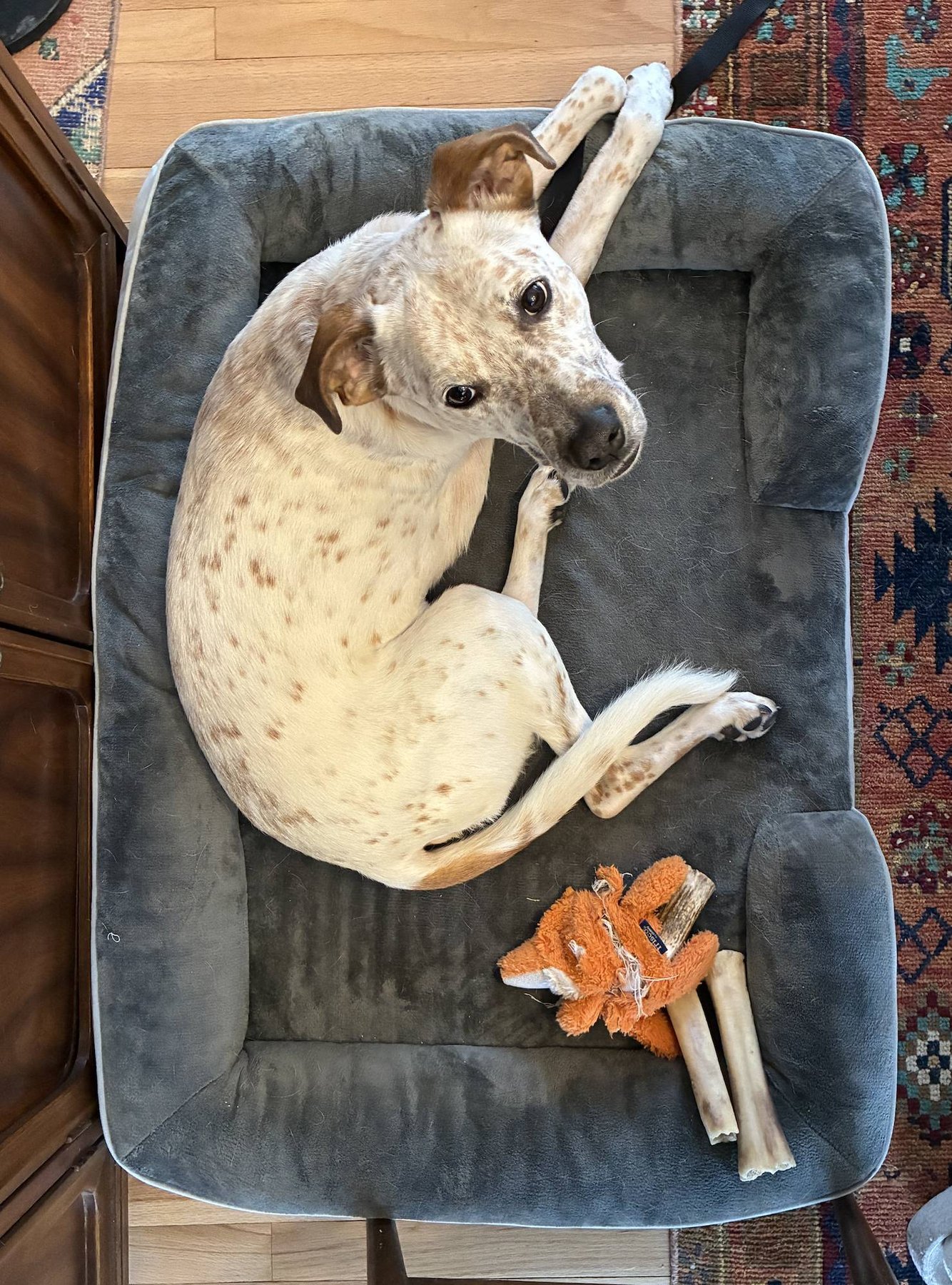 Camelot Dog Training Hudson Valley — dog trainer in Newburgh, NY