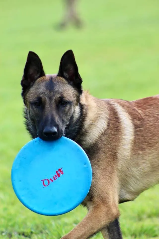 Canine Connection LLC