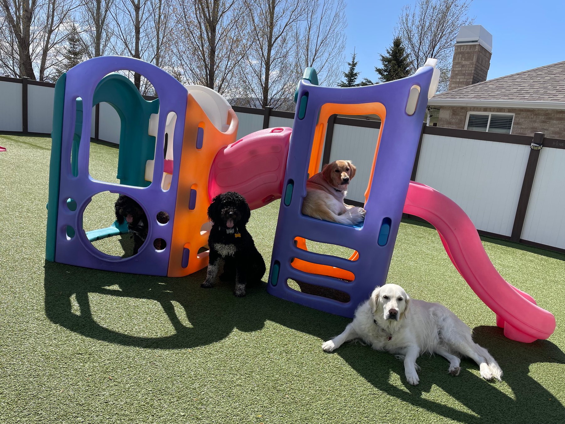 Ruff Life Training and Resort