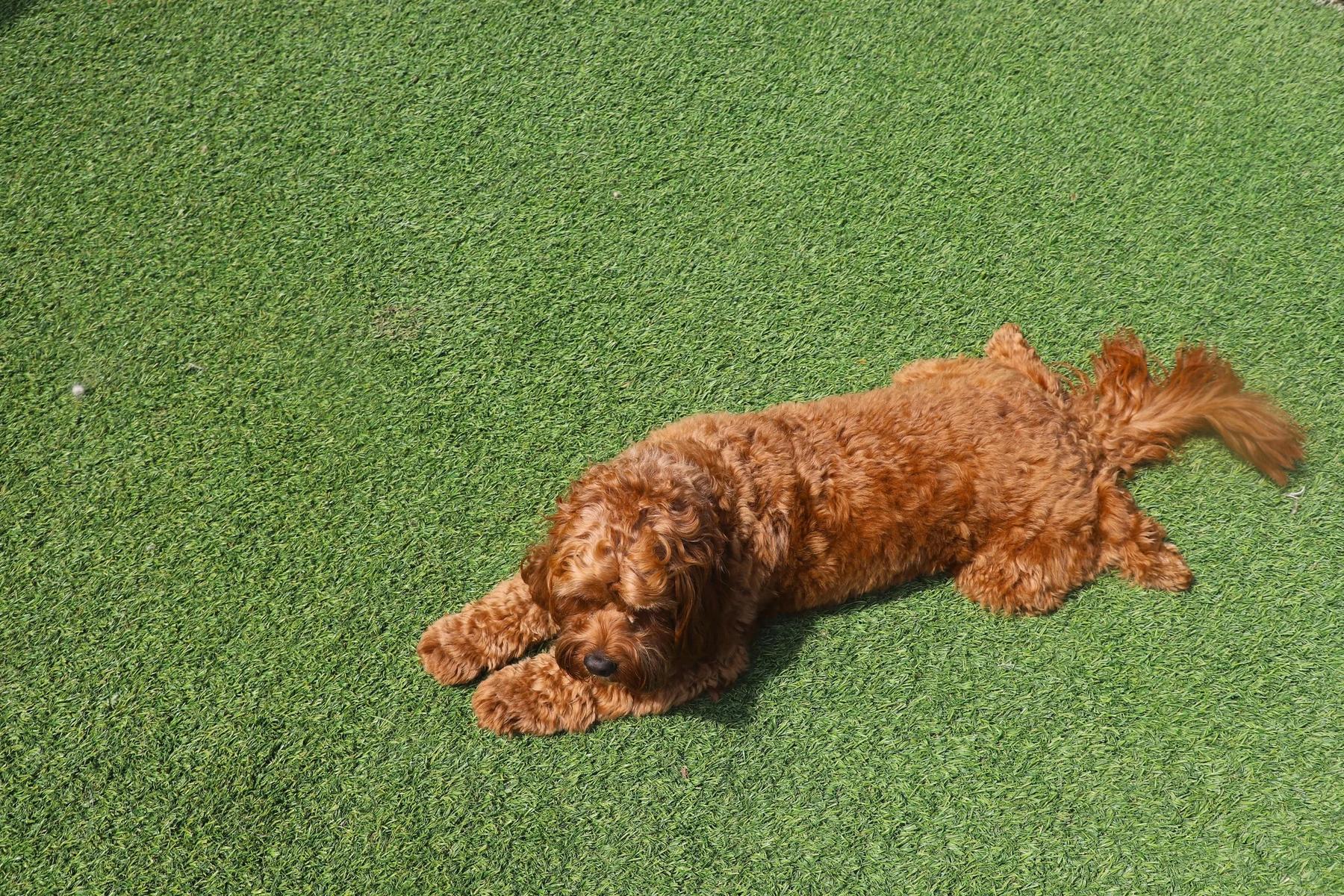 Club Canine Birmingham