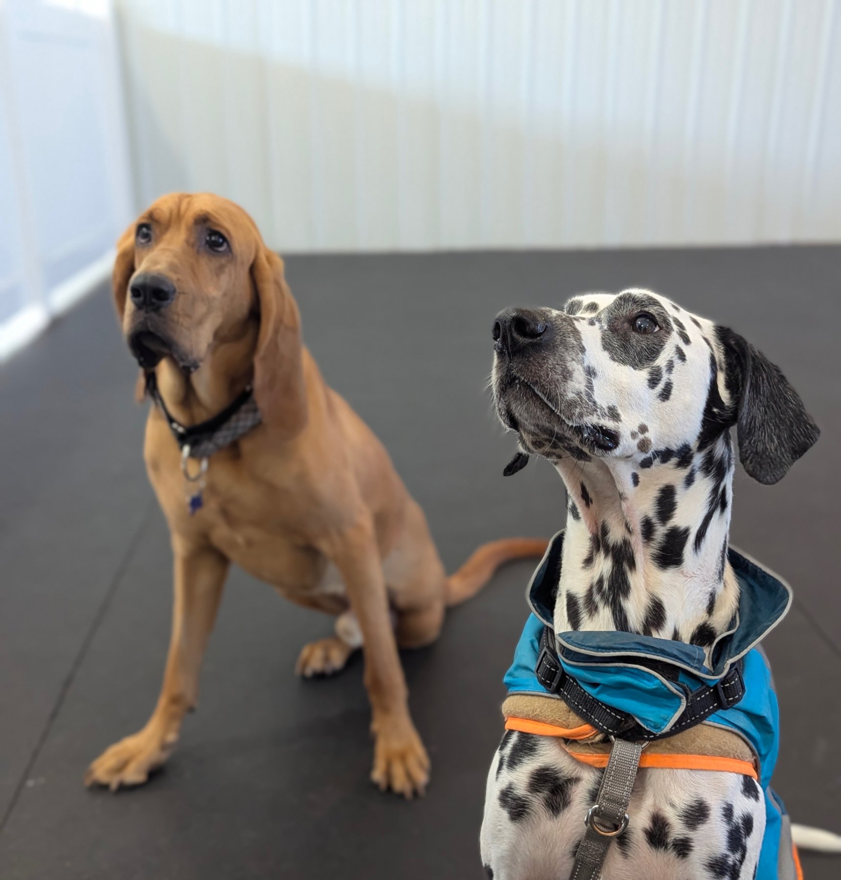 The Devoted Dog — dog trainer in Columbia, MO