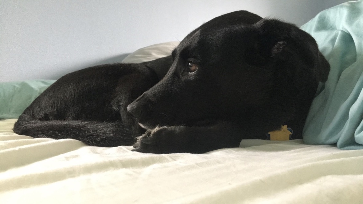 Calm Companions Animal Behavior and Training LLC