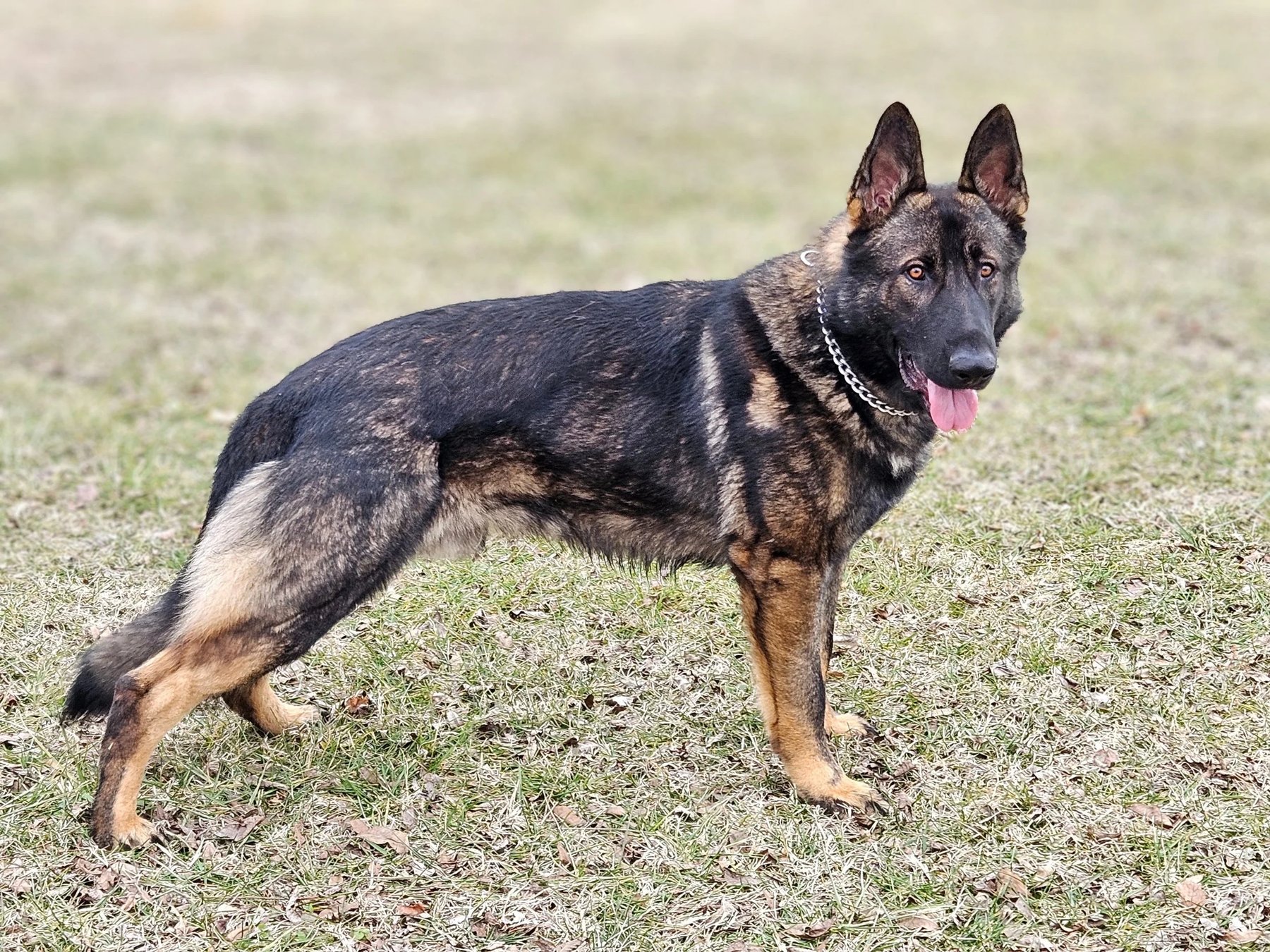 South Garden Service Dogs