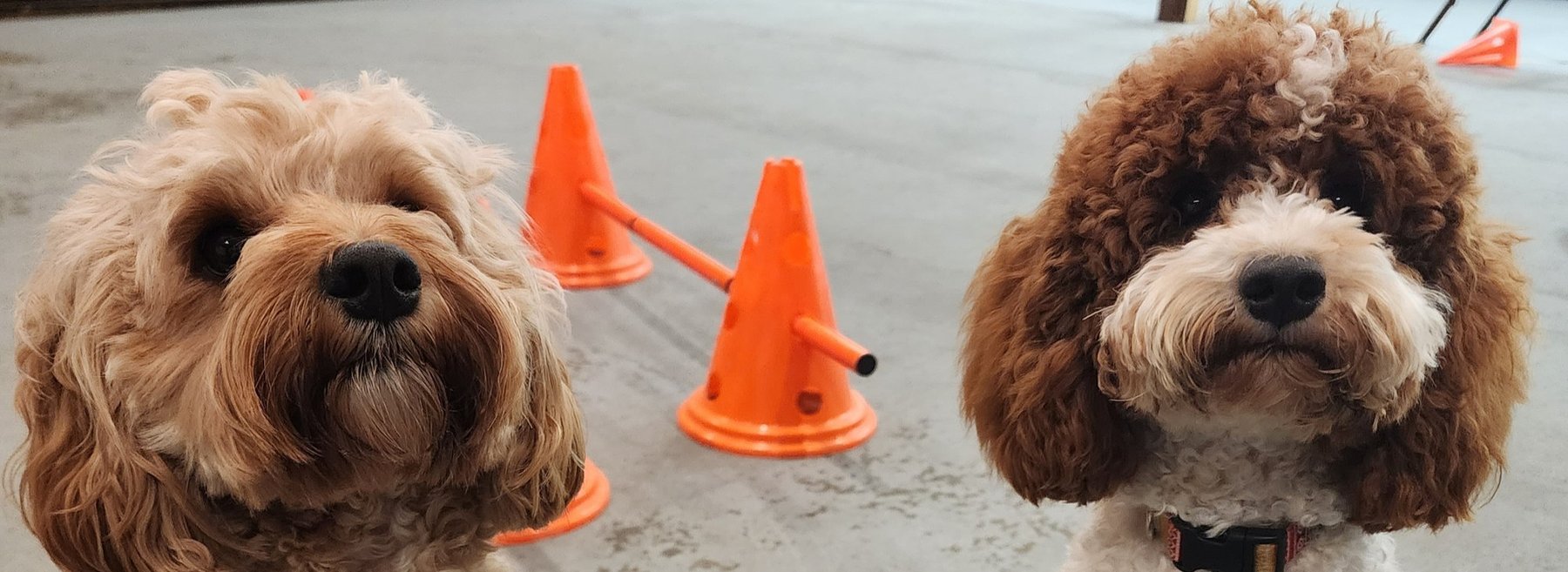 Manners Matter Canine Training Academy