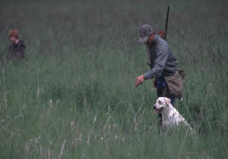 Code 3 Retrievers