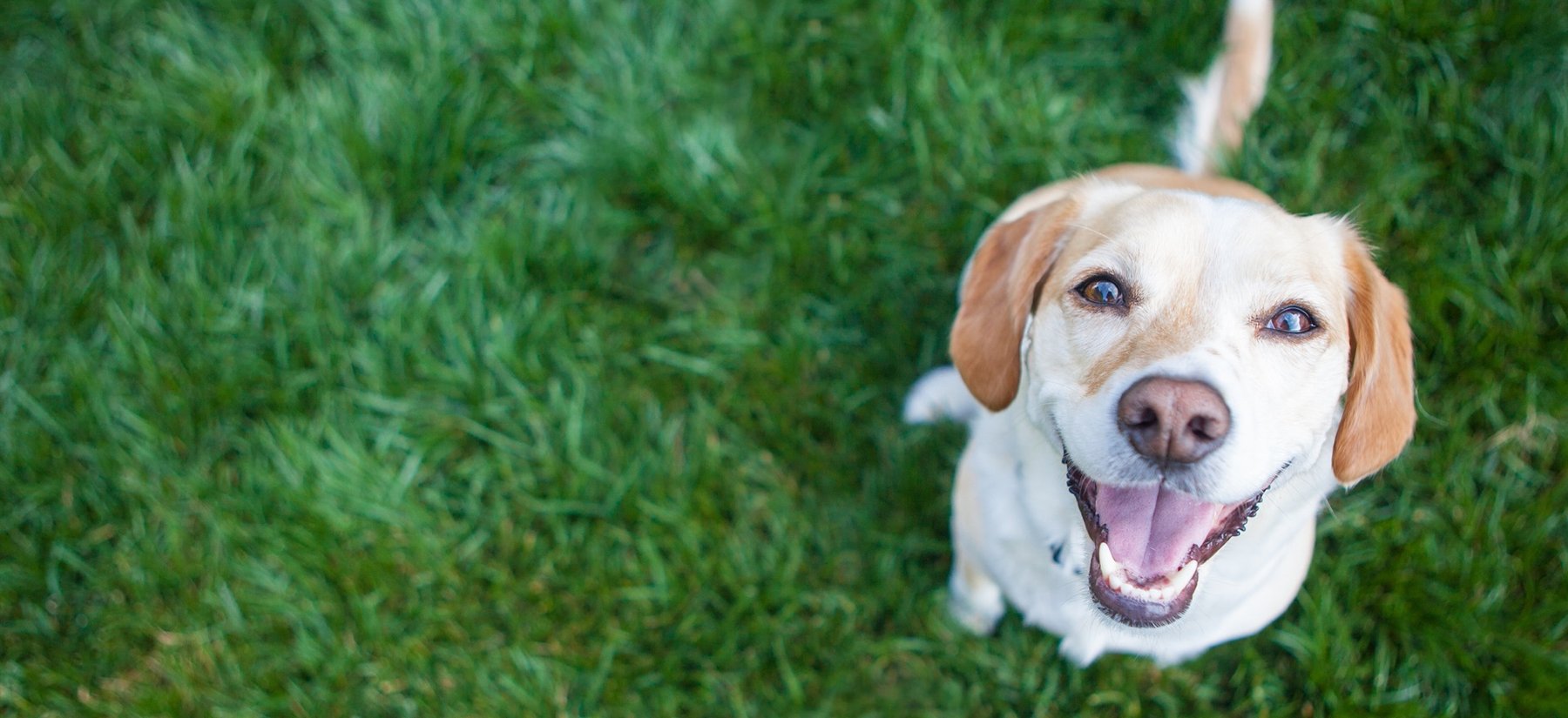 Fetch & Sketch Dog Training