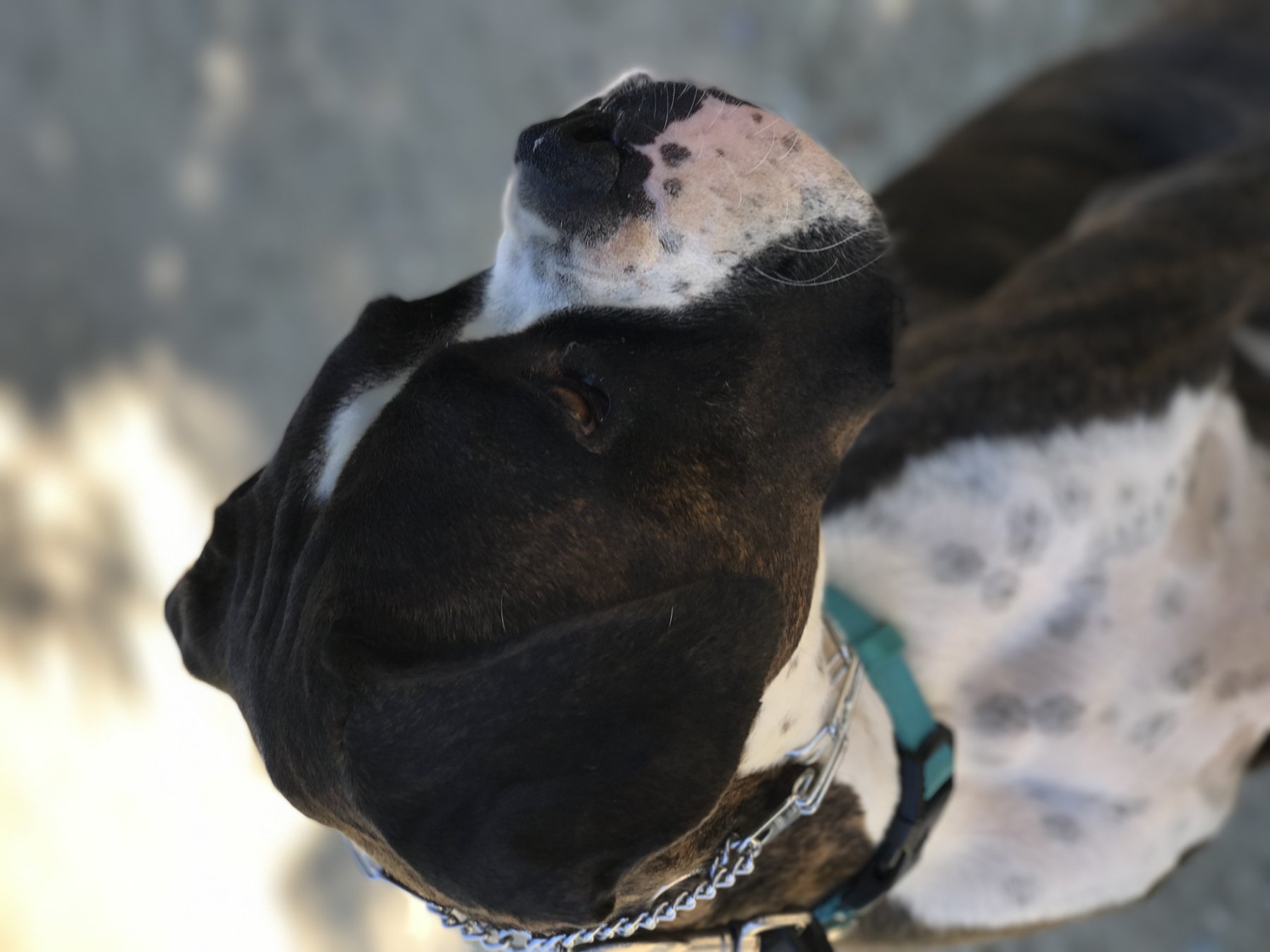Complete Transformations Dog Training