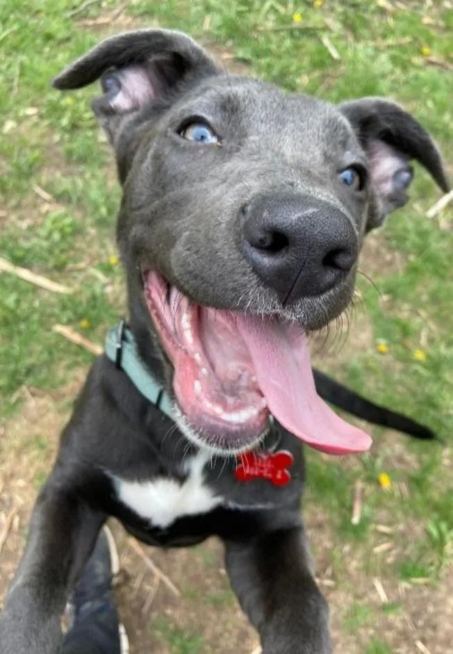 Positive Pathways Dog Training