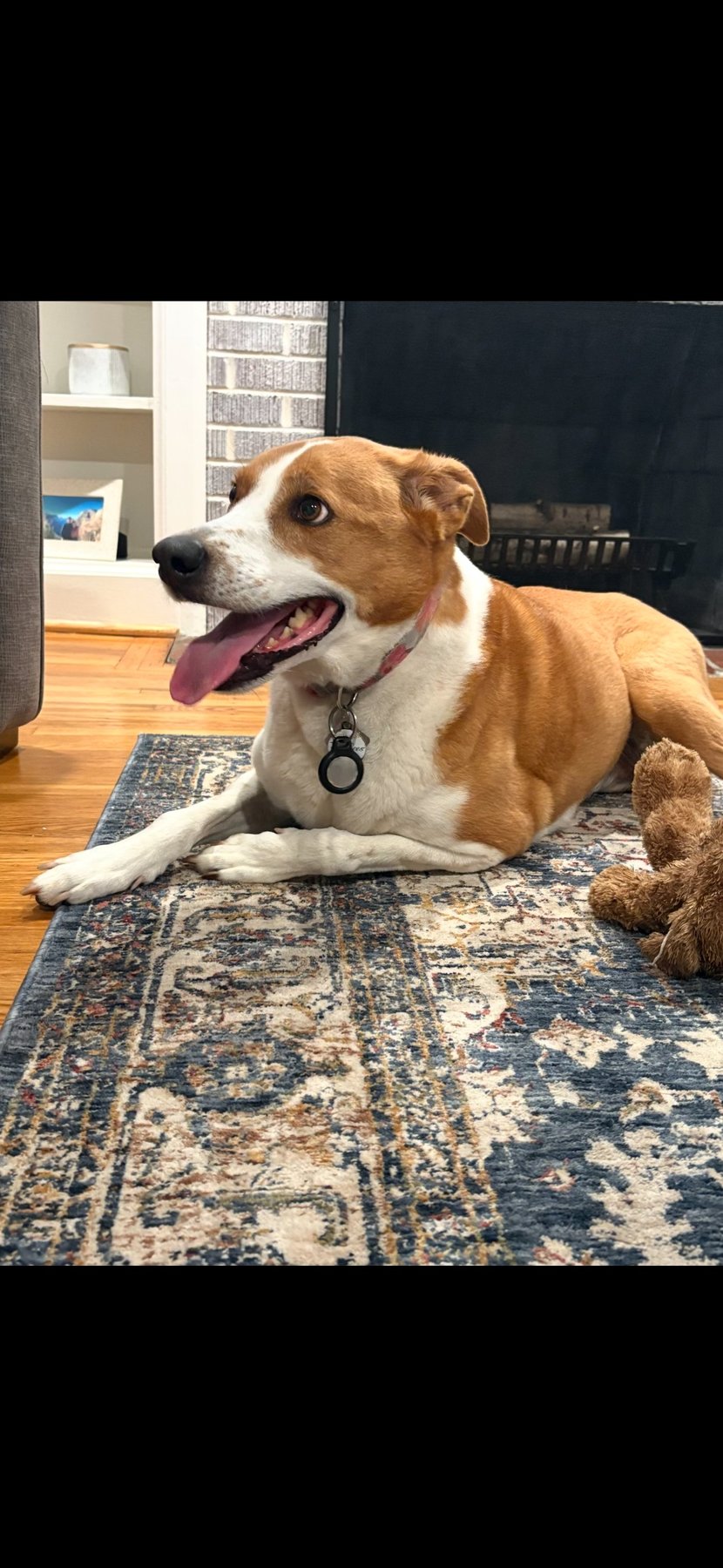 Embark Canine LLC