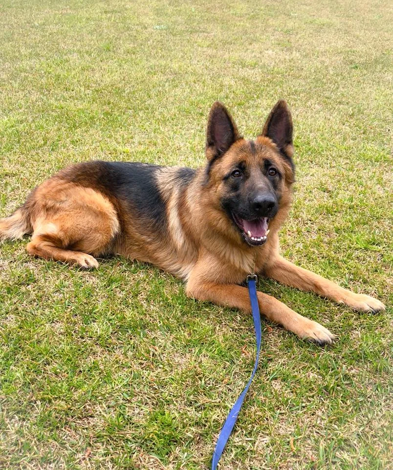 K9 Good Manners — dog trainer in Greenville, SC