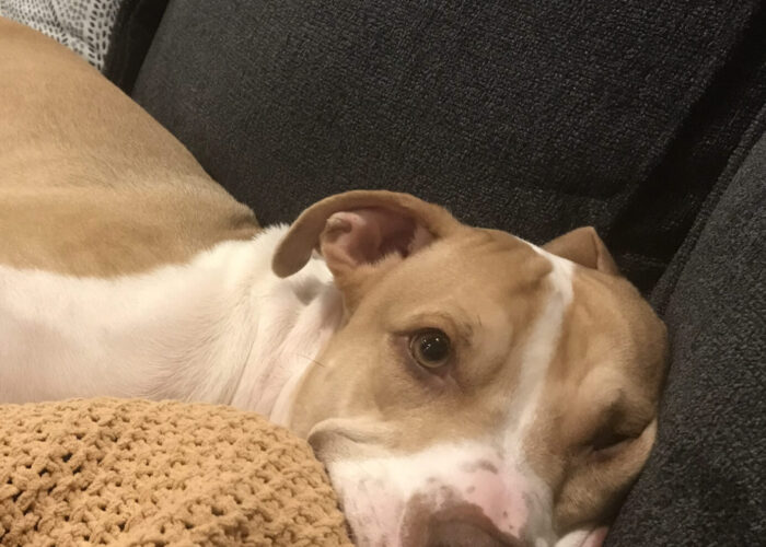 Paw In Hand, LLC
