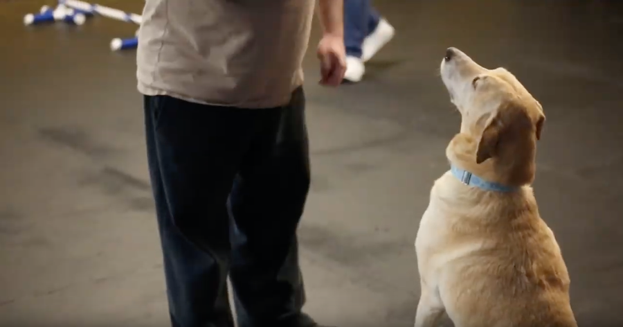 Enjoy Your Dog, Inc.