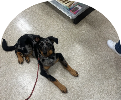 Dogs Do Listen LLC