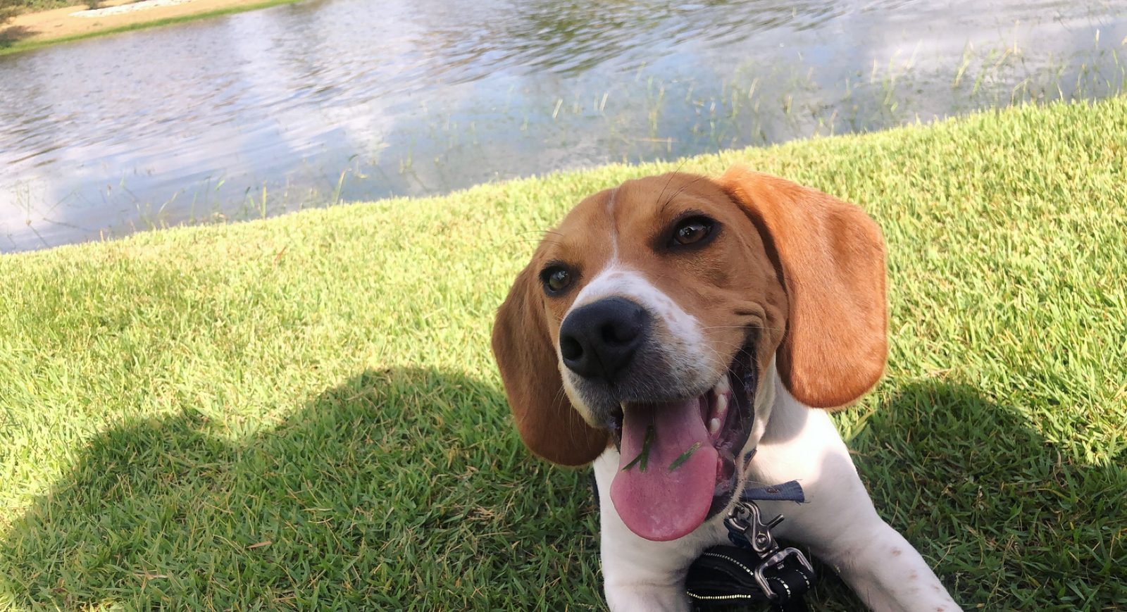 Hunt’s Home and Hound Care