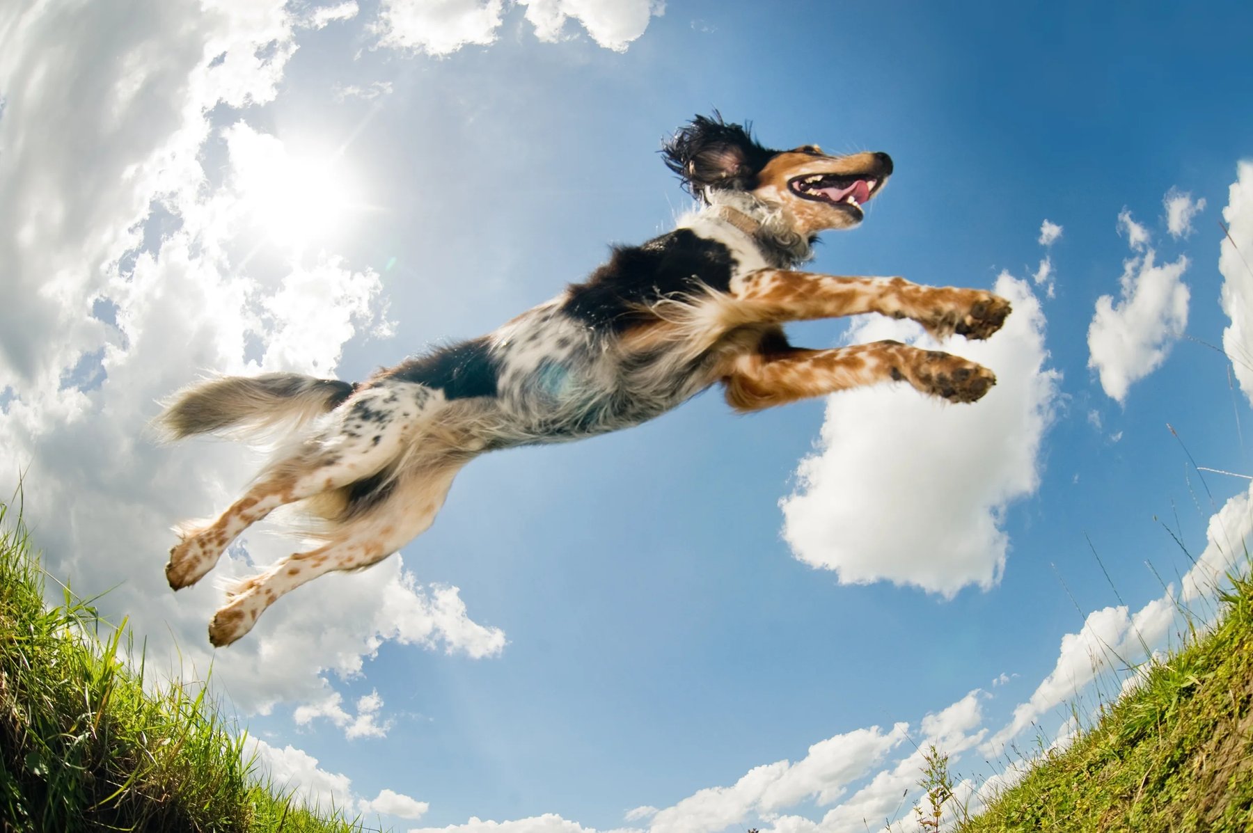 Clever K9 Dog Training
