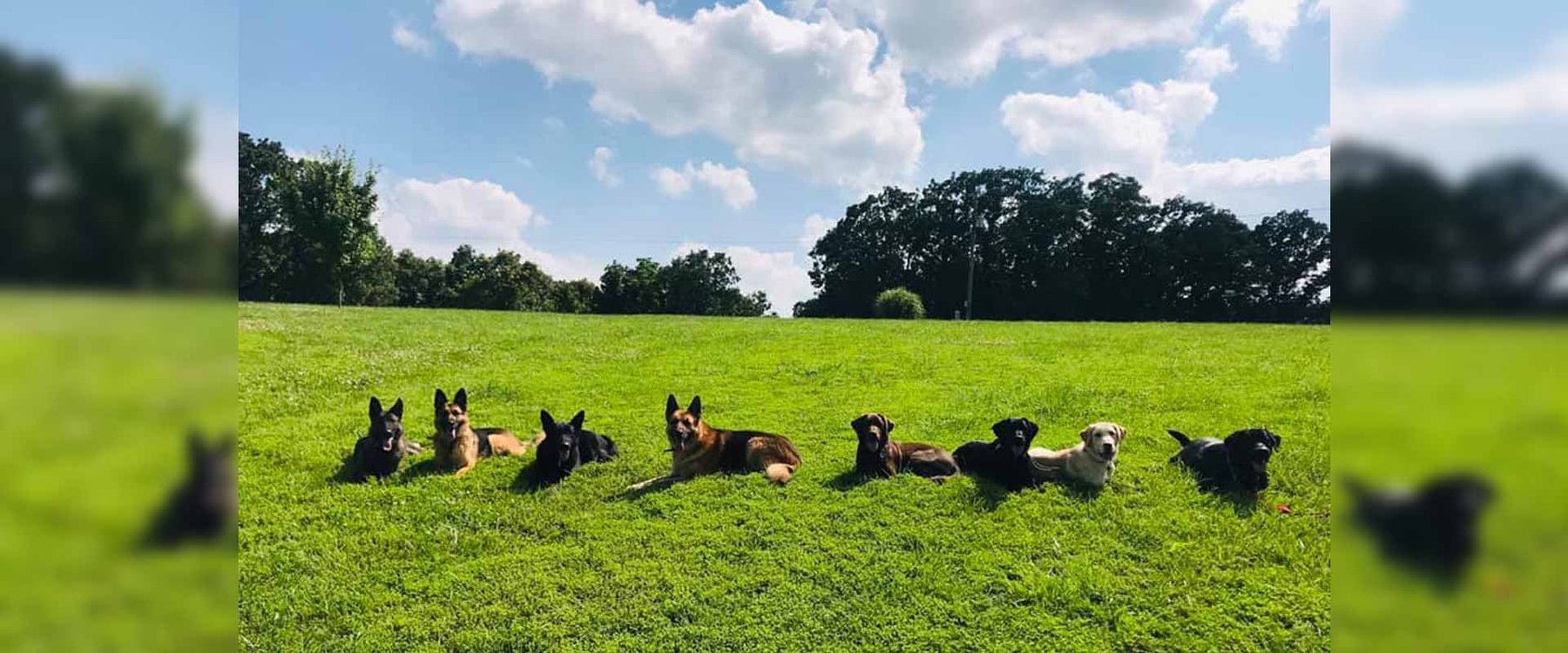 GOT YOUR SIX DOG TRAINING