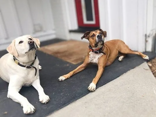 Have A Great Dog — dog trainer in Greenville, SC