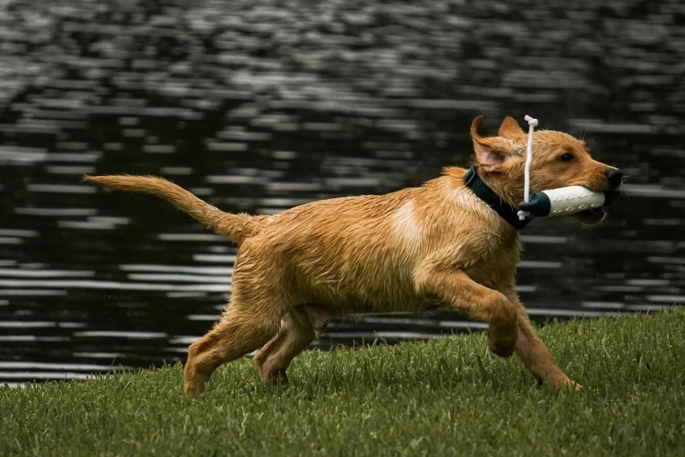 Delta Dog Training