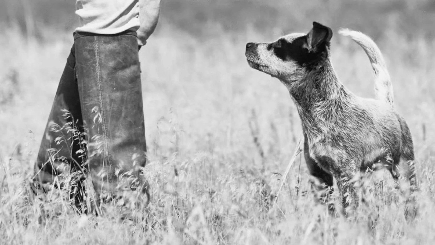 Good Karma Dog Training