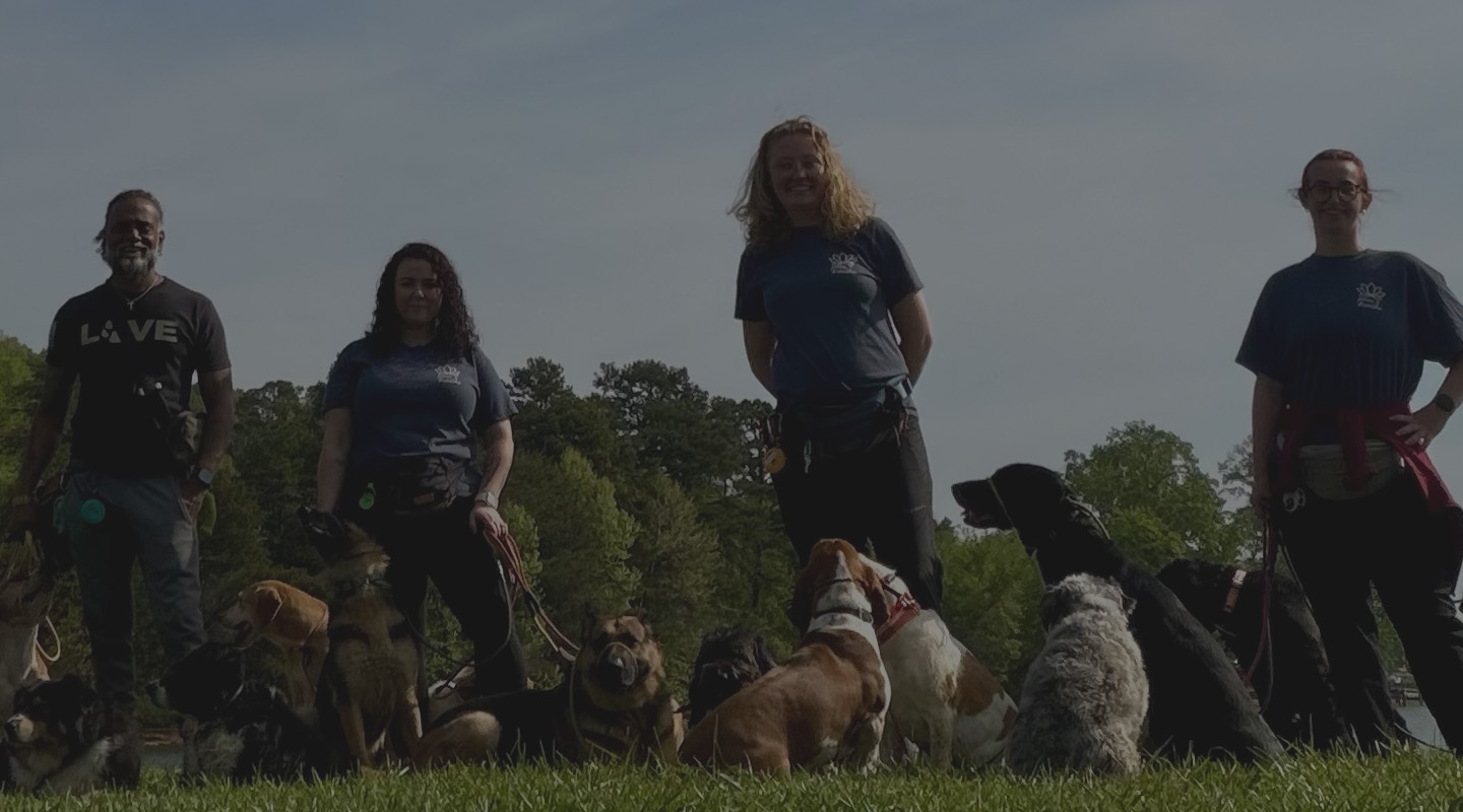 Balanced Paws K9 Training